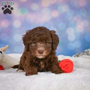 Cliffy, Mini Goldendoodle Puppy